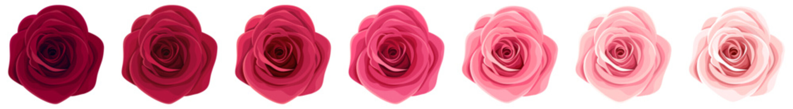 Red and pink rose flowers isolated on a white background. Set of vector illustrations of roses