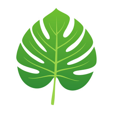 Monstera Leaf Flat Vector Illustration