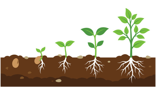 Plant growth stages from seed to mature seedling green.