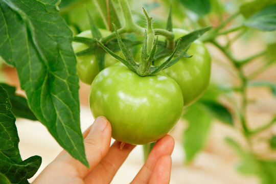 Fresh Green Unripe Tomato on Vine in Garden