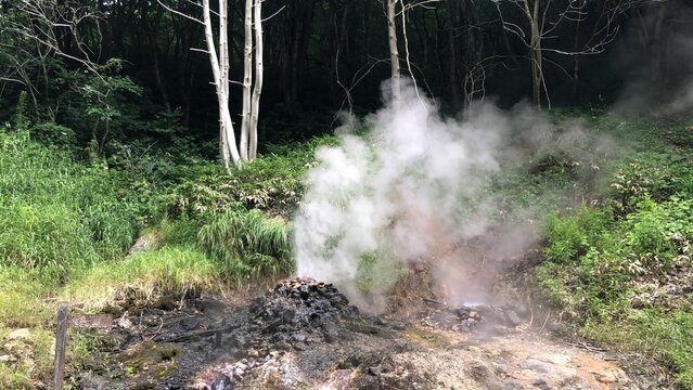 fire in the forest