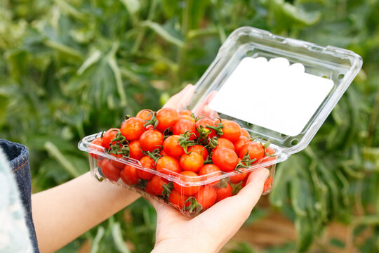 Fresh Mini Tomatoes in Clear Container at Farm