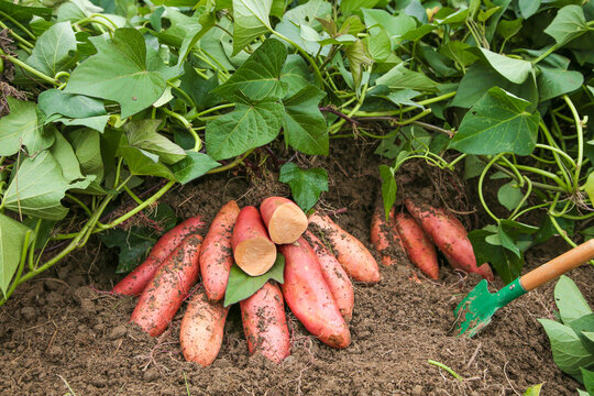 Freshly Dug Sweet Potatoes in Sandy Soil Garden Harvest