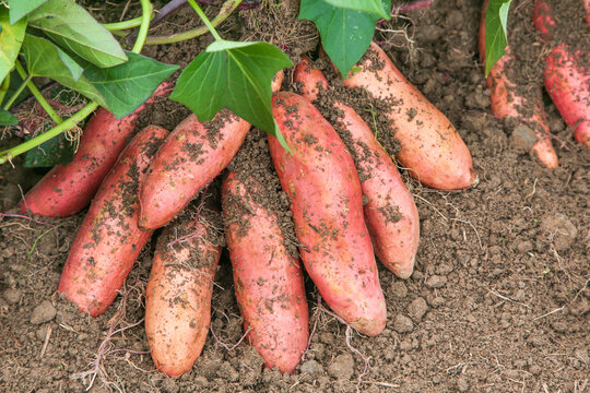Freshly Dug Sweet Potatoes in Sandy Shandong Soil