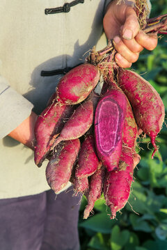 Freshly Harvested Purple Sweet Potatoes in Hand - Shandong