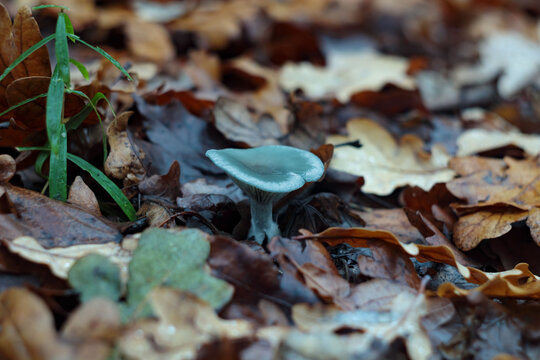 Rare Stropharia caerulea blue green roundhead mushroom with unique teal colored funnel cap growing alone among wet brown fallen oak leaves and grass. Striking color contrast, macro shot