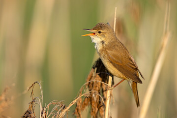 Trzcinniczek (Acrocephalus scirpaceus) © Grzegorz