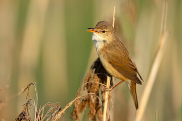 Trzcinniczek (Acrocephalus scirpaceus) © Grzegorz