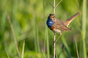 Podróżniczek (Luscinia svecica) © Grzegorz
