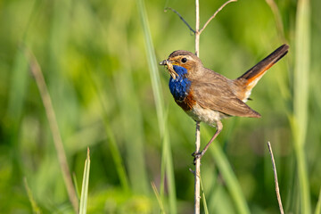 Podróżniczek (Luscinia svecica) © Grzegorz