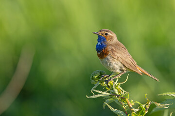 Podróżniczek (Luscinia svecica) © Grzegorz