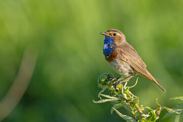 Podróżniczek (Luscinia svecica) © Grzegorz
