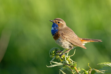 Podróżniczek (Luscinia svecica) © Grzegorz