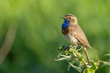 Podróżniczek (Luscinia svecica) © Grzegorz