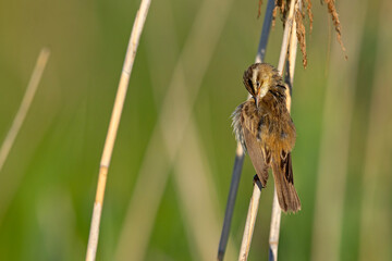Rokitniczka (Acrocephalus schoenobaenus) © Grzegorz