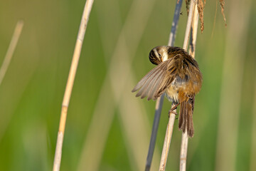 Rokitniczka (Acrocephalus schoenobaenus) © Grzegorz
