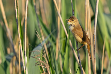 Trzcinniczek (Acrocephalus scirpaceus) © Grzegorz