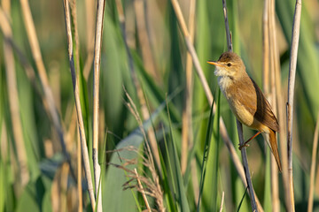 Trzcinniczek (Acrocephalus scirpaceus) © Grzegorz