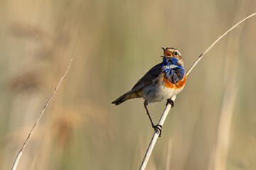 Podróżniczek (Luscinia svecica) © Grzegorz