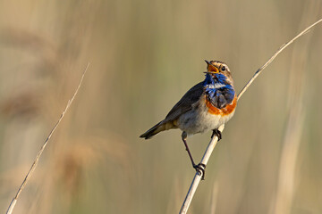 Podróżniczek (Luscinia svecica) © Grzegorz