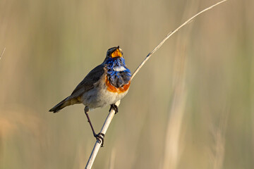 Podróżniczek (Luscinia svecica) © Grzegorz