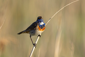 Podróżniczek (Luscinia svecica) © Grzegorz