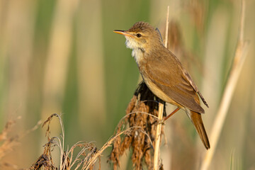 Trzcinniczek (Acrocephalus scirpaceus) © Grzegorz