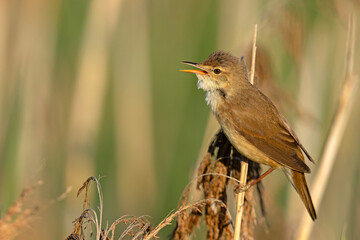 Trzcinniczek (Acrocephalus scirpaceus) © Grzegorz