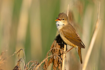 Trzcinniczek (Acrocephalus scirpaceus) © Grzegorz