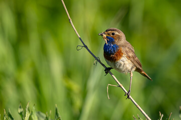 Podróżniczek (Luscinia svecica) © Grzegorz