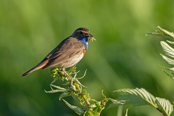 Podróżniczek (Luscinia svecica) © Grzegorz