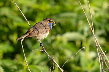 Podróżniczek (Luscinia svecica) © Grzegorz