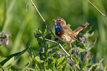 Podróżniczek (Luscinia svecica) © Grzegorz