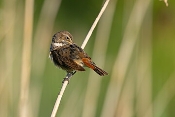 Podróżniczek (Luscinia svecica) © Grzegorz