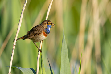 Podróżniczek (Luscinia svecica) © Grzegorz