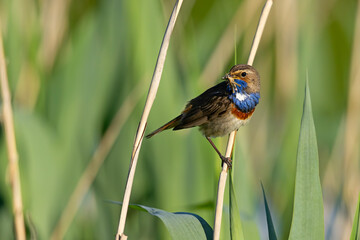 Podróżniczek (Luscinia svecica) © Grzegorz