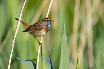 Podróżniczek (Luscinia svecica) © Grzegorz
