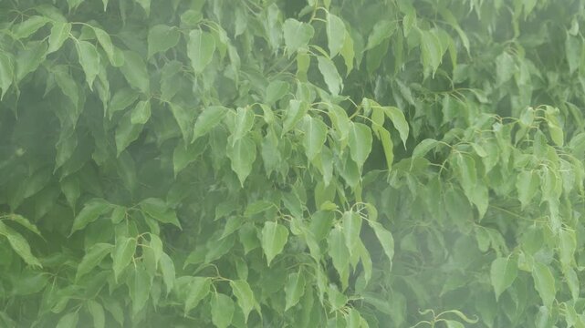Heavy rain and strong wind on a typhoon day seen through a window