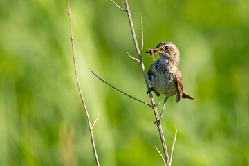 Podróżniczek (Luscinia svecica) © Grzegorz