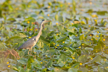 czapla siwa (Ardea cinerea) © Grzegorz