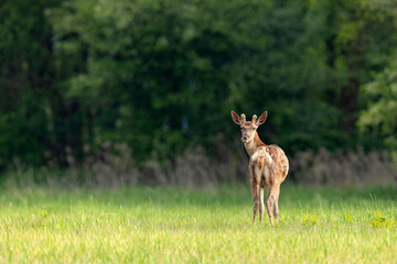 jeleń szlachetny (Cervus elaphus) © Grzegorz