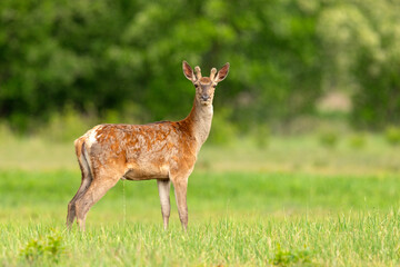 jeleń szlachetny (Cervus elaphus)