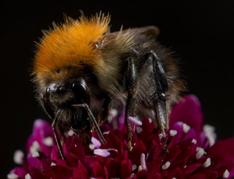Pollinator