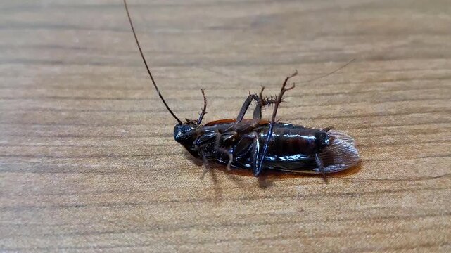 Macro shot of dead cockroach lying belly up on wooden surface moving legs slowly as it dies in pest control scene, with copy space for texture.