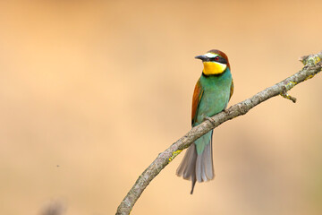 Żołna (Merops apiaster) © Grzegorz