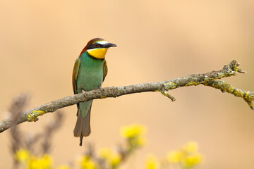Żołna (Merops apiaster) © Grzegorz