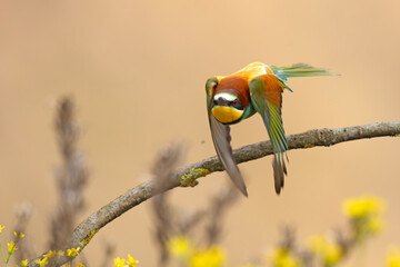 Żołna (Merops apiaster) © Grzegorz