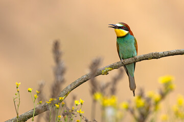 Żołna (Merops apiaster) © Grzegorz