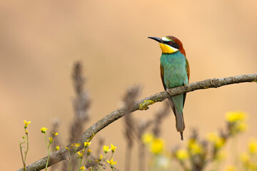 Żołna (Merops apiaster) © Grzegorz