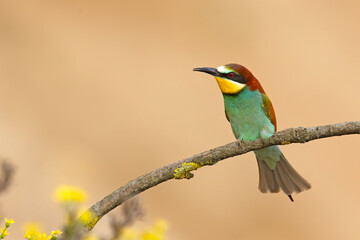 Żołna (Merops apiaster) © Grzegorz